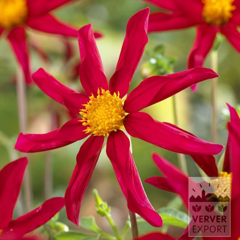Dahlia Pré-Cultivés Honka Rouge (30006)