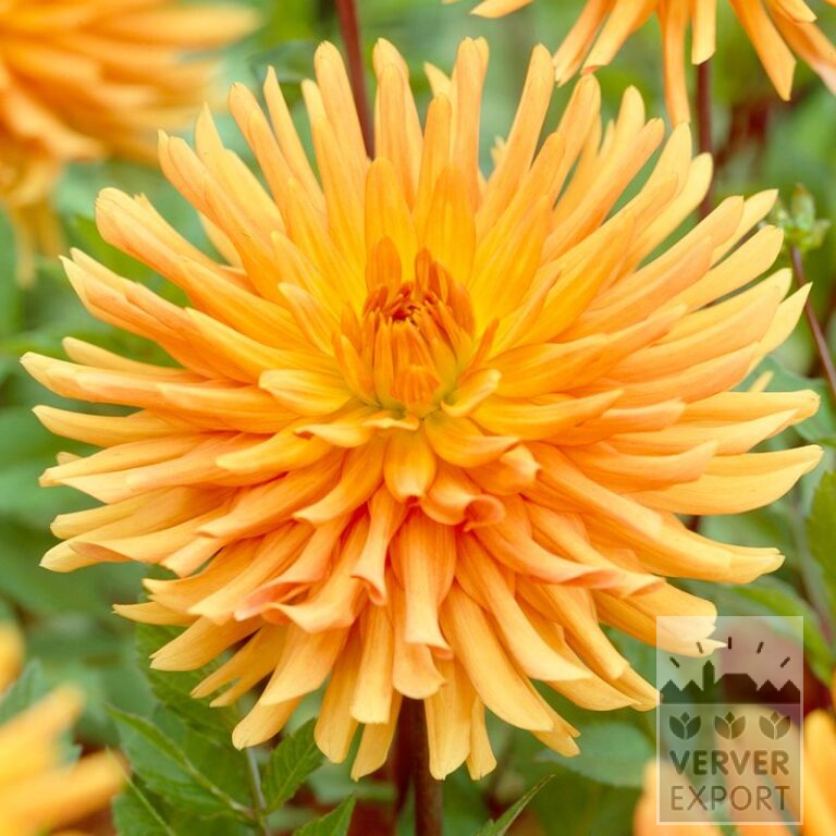 Dahlia Pré-Cultivés 'Ludwig Helfert' (30008)