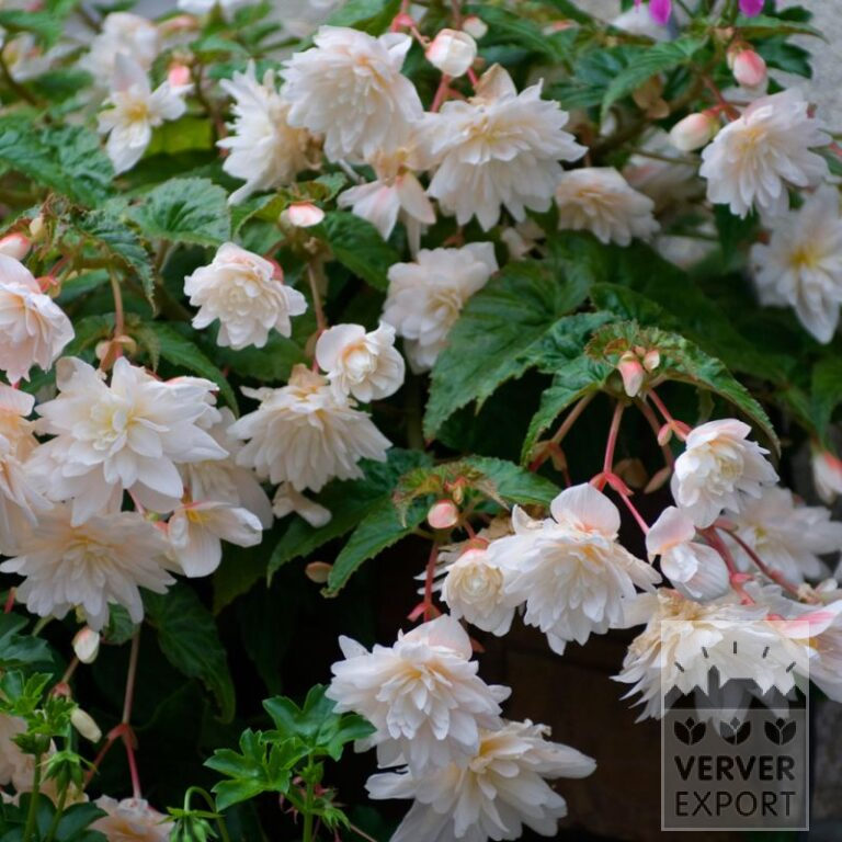 Bégonia Pré-Cultivés Pendula Blanc (30015)