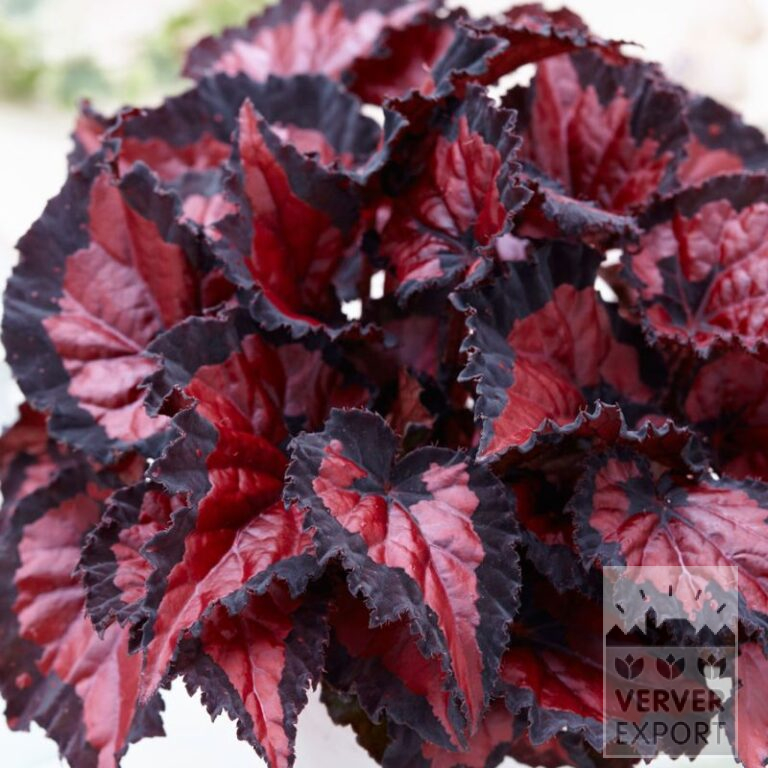 Bégonia Pré-Cultivés Rex Beleaf 'Inca Night' (30018)