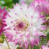 Dahlia Pré-Cultivés 'Jura' (30021)