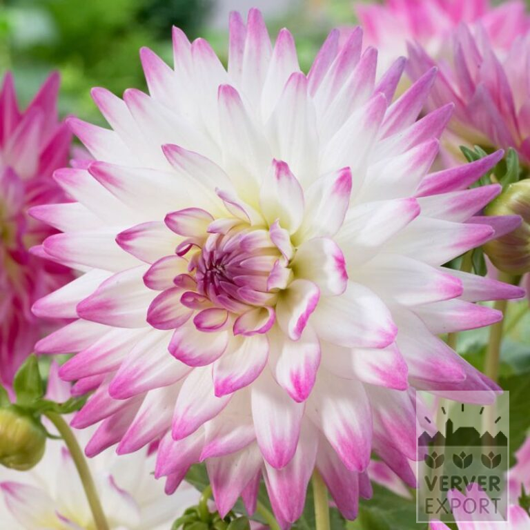 Dahlia Pré-Cultivés 'Jura' (30021)