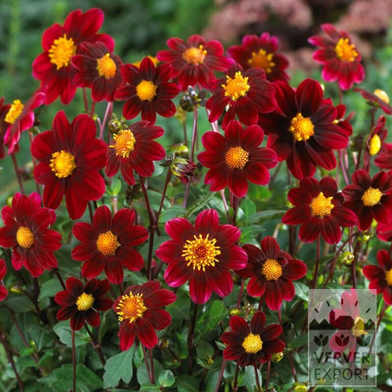 Dahlia Pré-Cultivés Topmix Purple (30022)