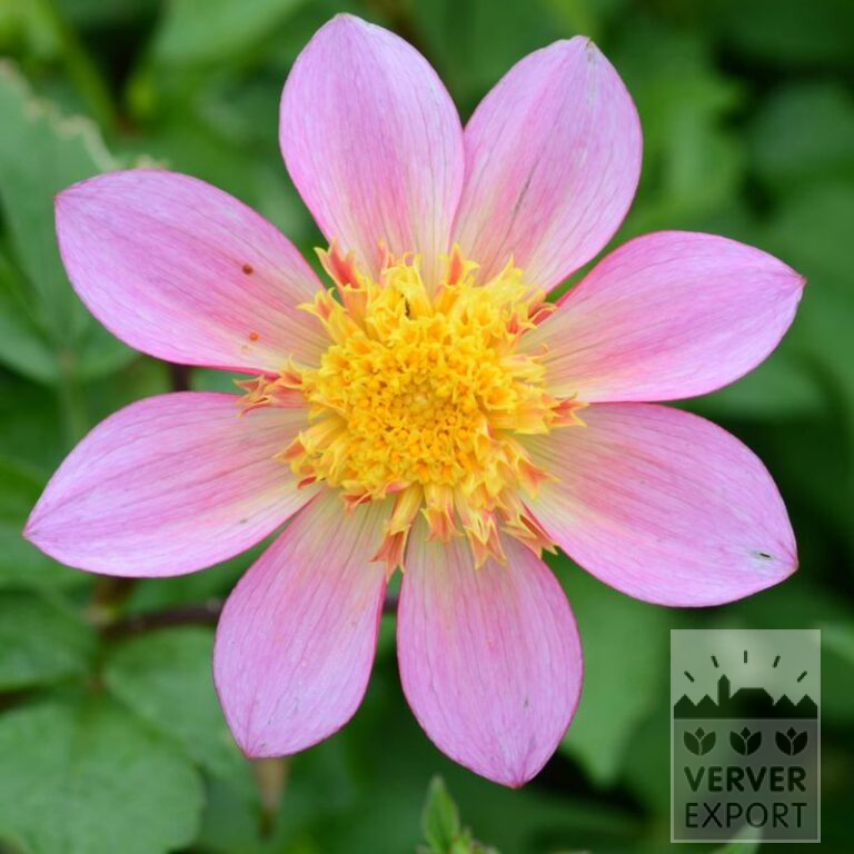 Dahlia Pré-Cultivés Bio 'Alfa' (30024)
