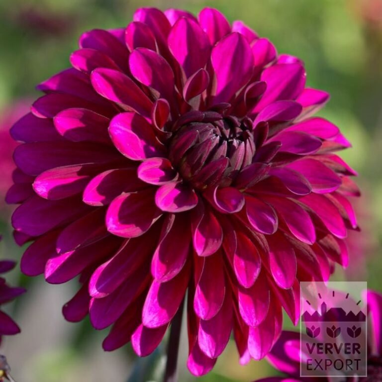 Dahlia Pré-Cultivés 'Purple Flame' (30026)