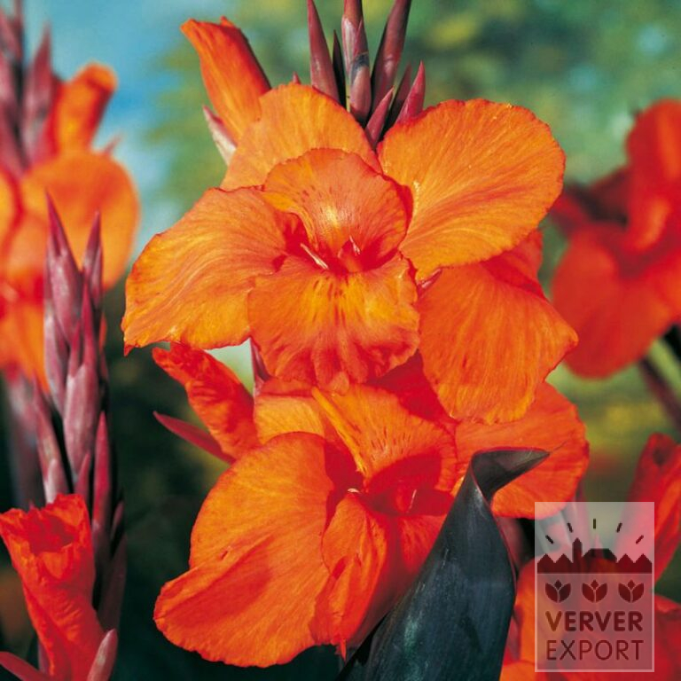 Canna Pré-Cultivés 'Pacific Beauty' (30027)