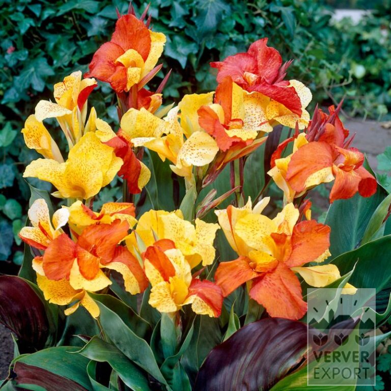 Canna Pré-Cultivés 'Cleopatra' (30028)