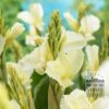 Canna Pré-Cultivés 'Alaska' (30029)