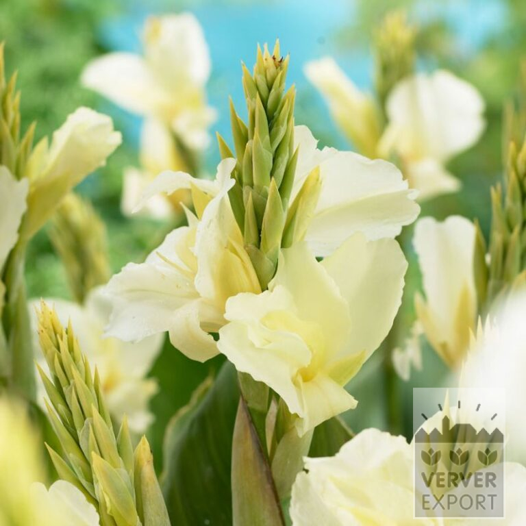 Canna Pré-Cultivés 'Alaska' (30029)