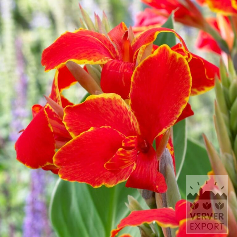 Canna Pré-Cultivés 'Madeira' (30030)