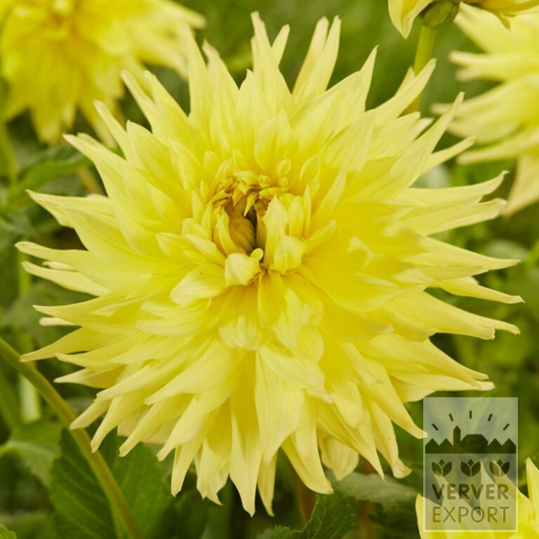 Dahlia Pré-Cultivés 'Inland Dynasty' (30033)
