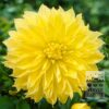 Dahlia Pré-Cultivés 'Kelvin Floodlight' (30034)