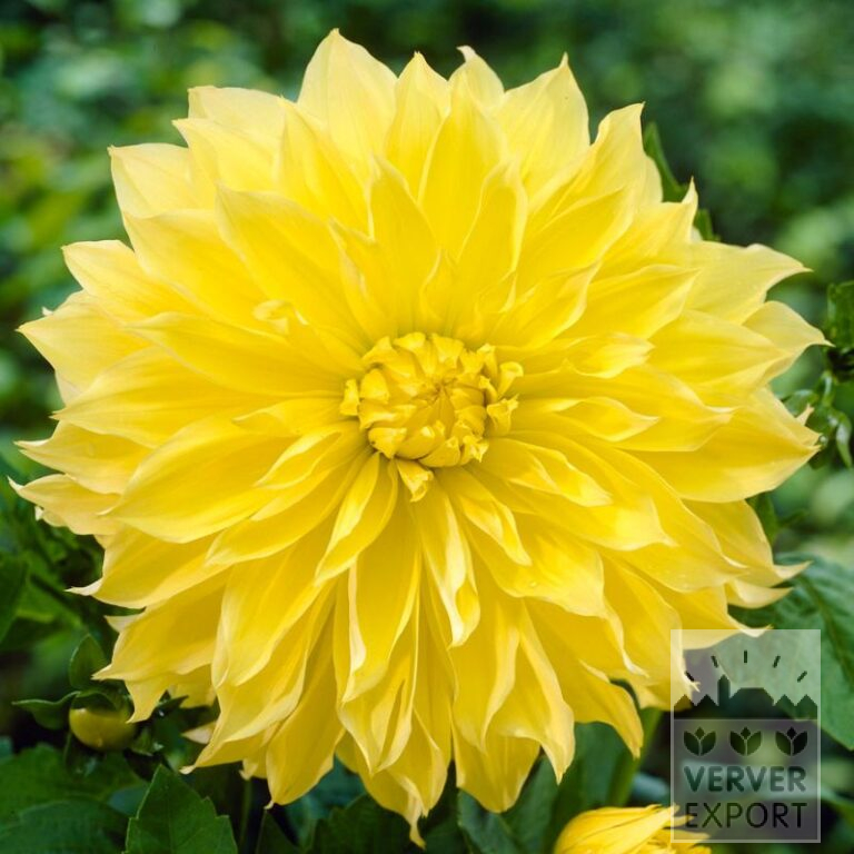 Dahlia Pré-Cultivés 'Kelvin Floodlight' (30034)