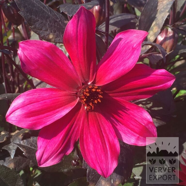 Dahlia Pré-Cultivés 'Pride One' (30035)