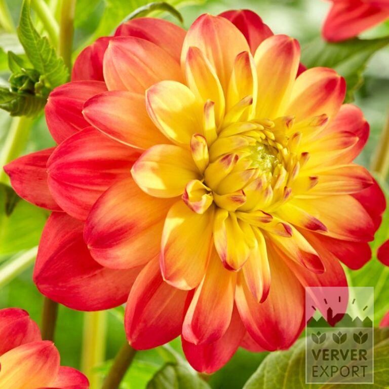 Dahlia Pré-Cultivés 'Princess Erika' (30036) – Image 2
