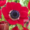 Anémone De Caen 'Hollandia' (36017)