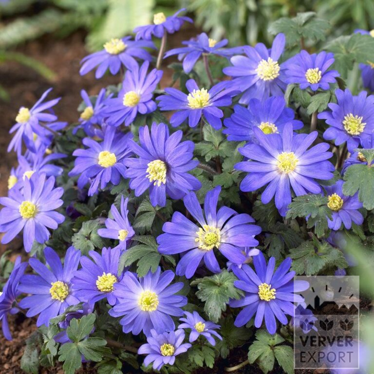 Anémone blanda bleu (36023)