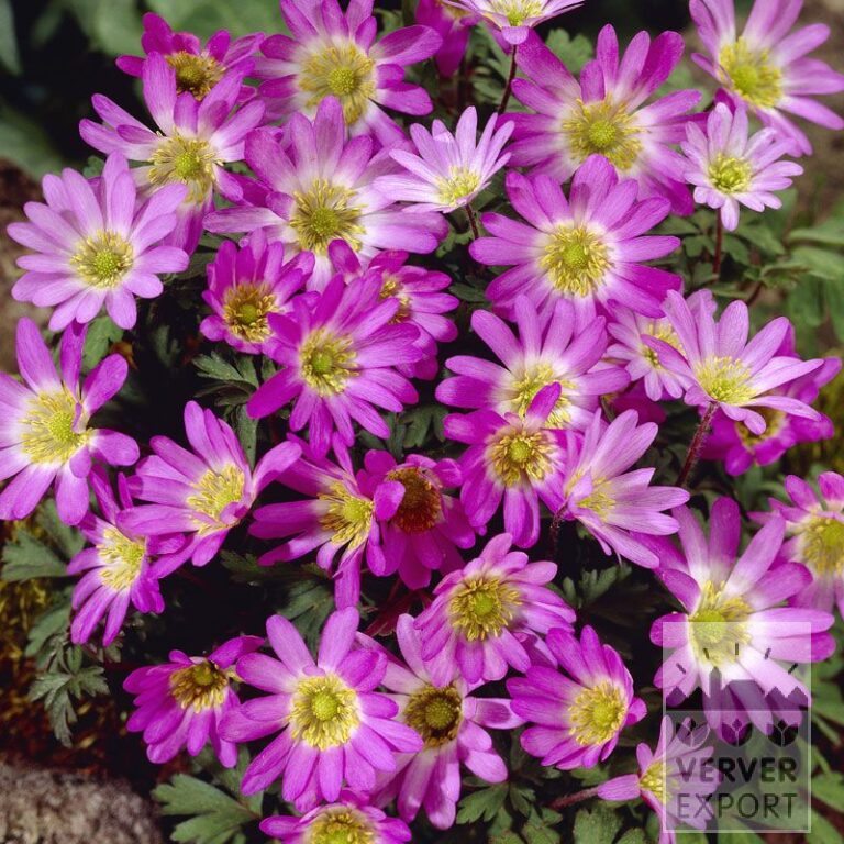Anémone blanda 'Charmer' (36024)