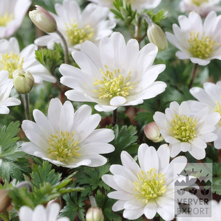 Anémone blanda 'White Splendour' (36025)