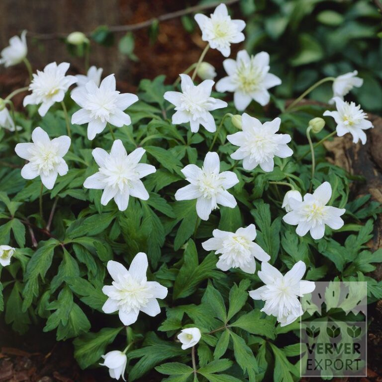Anémone nemorosa 'Vestal' (36028)