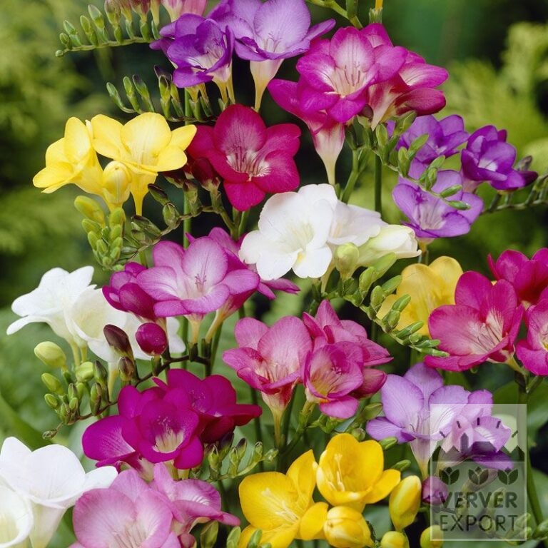 Freesias En mélange (36049)
