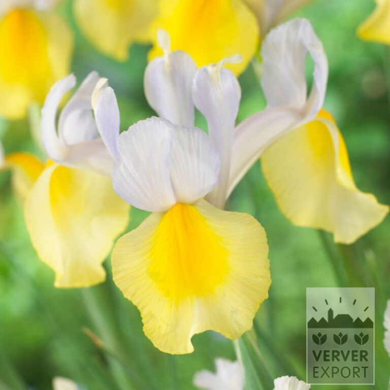 Iris hollandais 'Apollo' (36062)