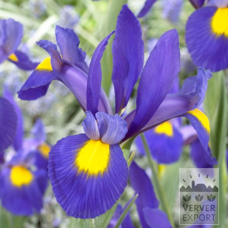 Iris hollandais 'Blue Magic' (36063)