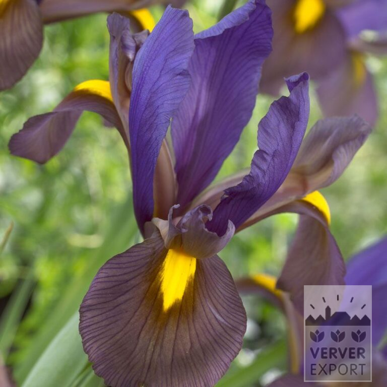 Iris hollandais 'Eye of the Tiger' (36064)