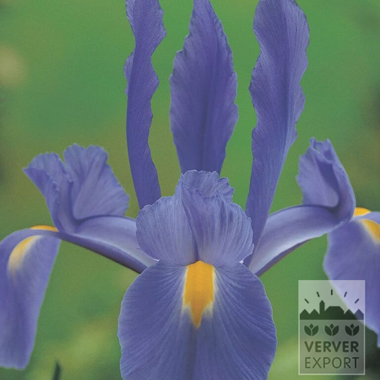 Iris hollandais 'Telstar' (36066)