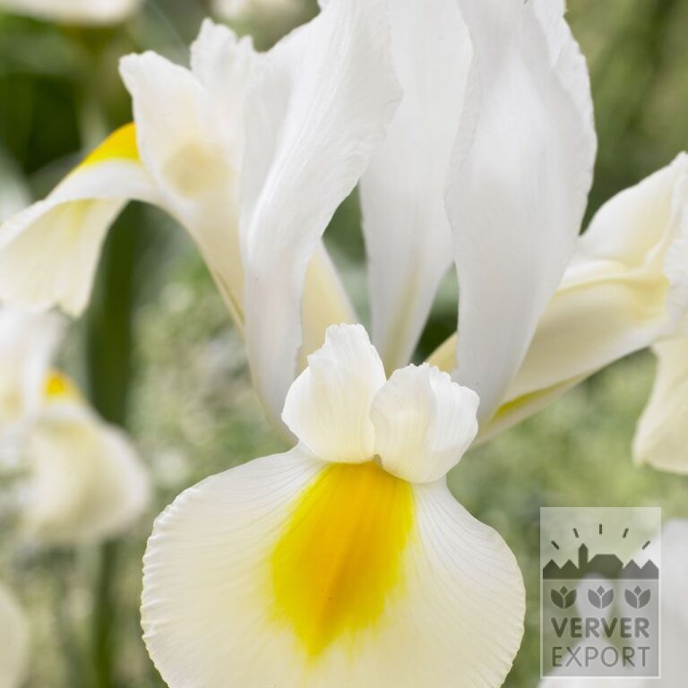 Iris hollandais 'Saturnus' (36067)