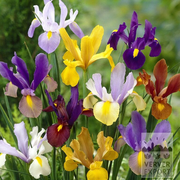 Iris hollandais En mélange (36068)