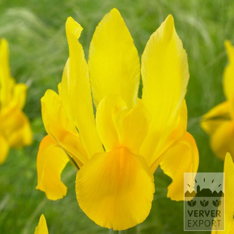 Iris hollandais 'Strongold' (36070)