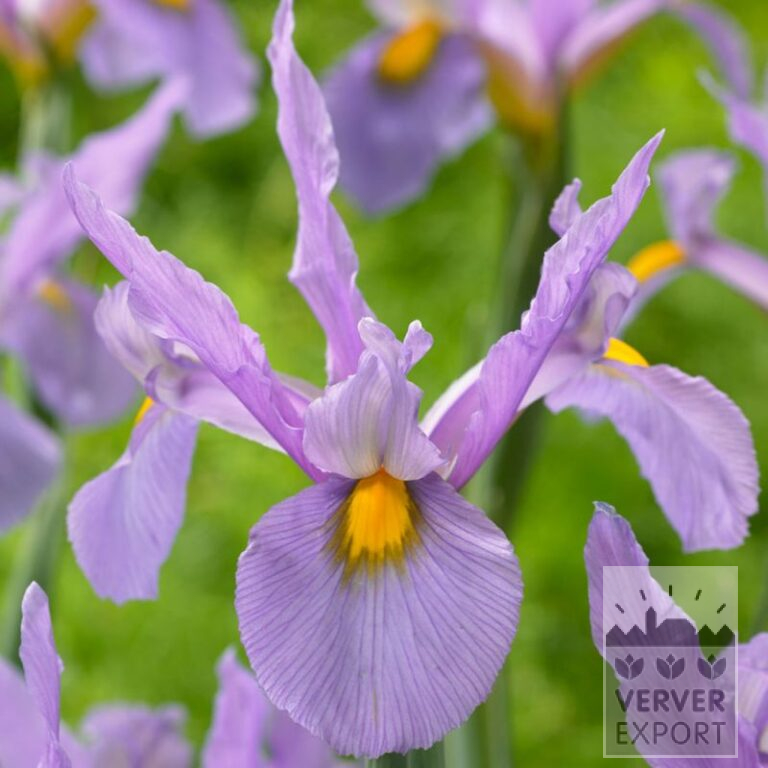 Iris hollandais 'Pink Panther' (36071)