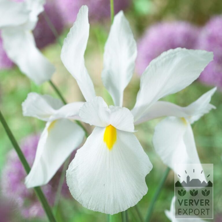 Iris hollandais 'Casablanca' (36073)