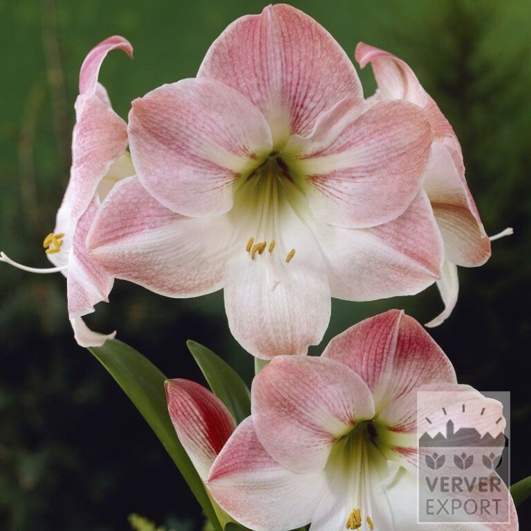 Amaryllis- Intérieur 'Apple Blossom' (36110)