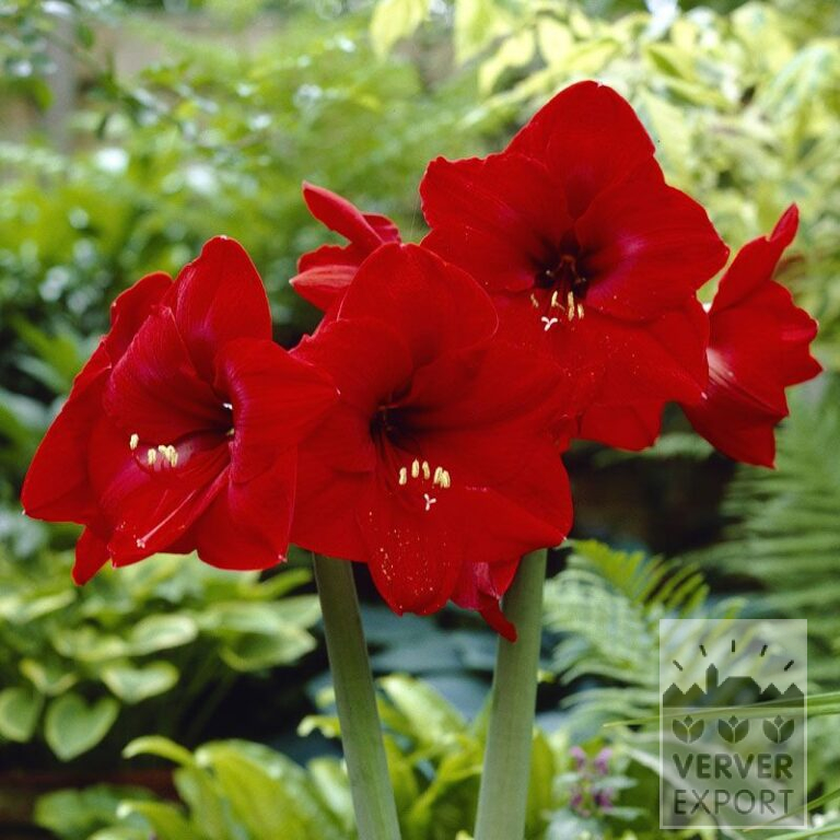 Amaryllis- Intérieur 'Red Lion' (36114)