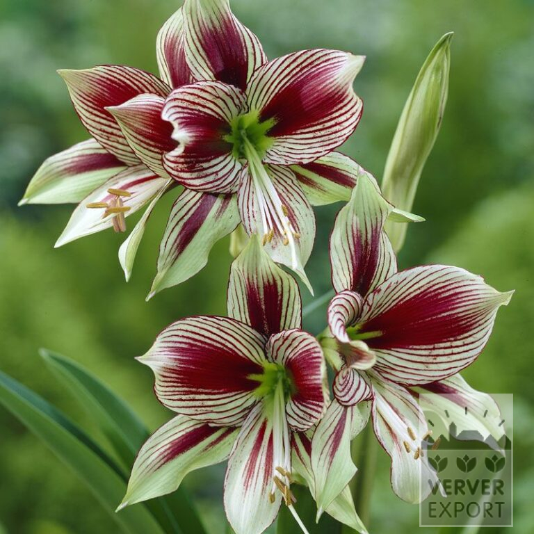 Amaryllis- Intérieur 'Papillon' (36119)