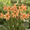 Amaryllis sonatini 'Veneto' (36120)