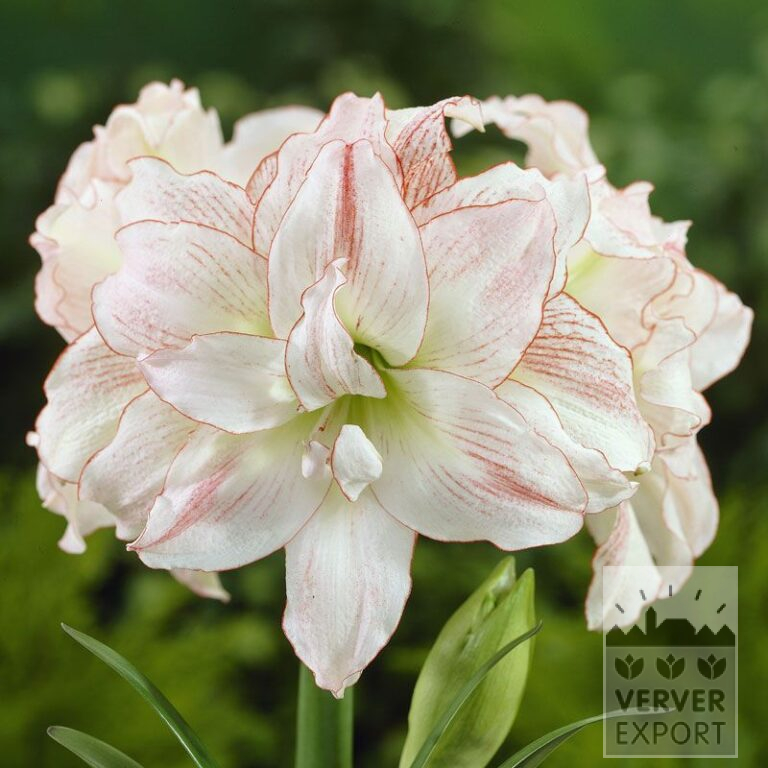 Amaryllis- Intérieur double 'Aphrodite' (36131)