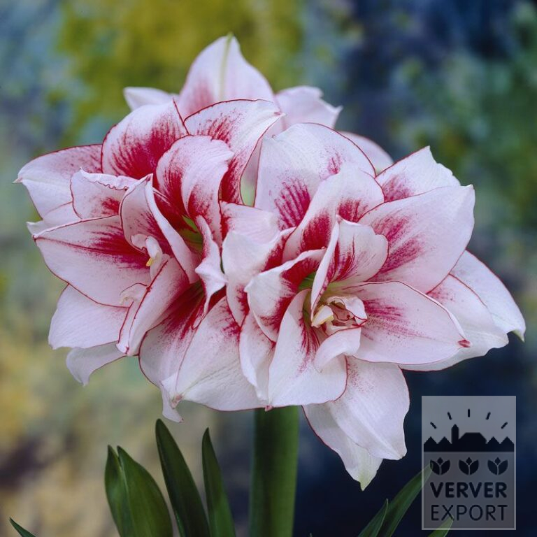 Amaryllis- Intérieur double 'Elvas' (36133)
