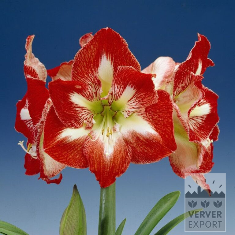Amaryllis- Intérieur 'Minerva' (36146)