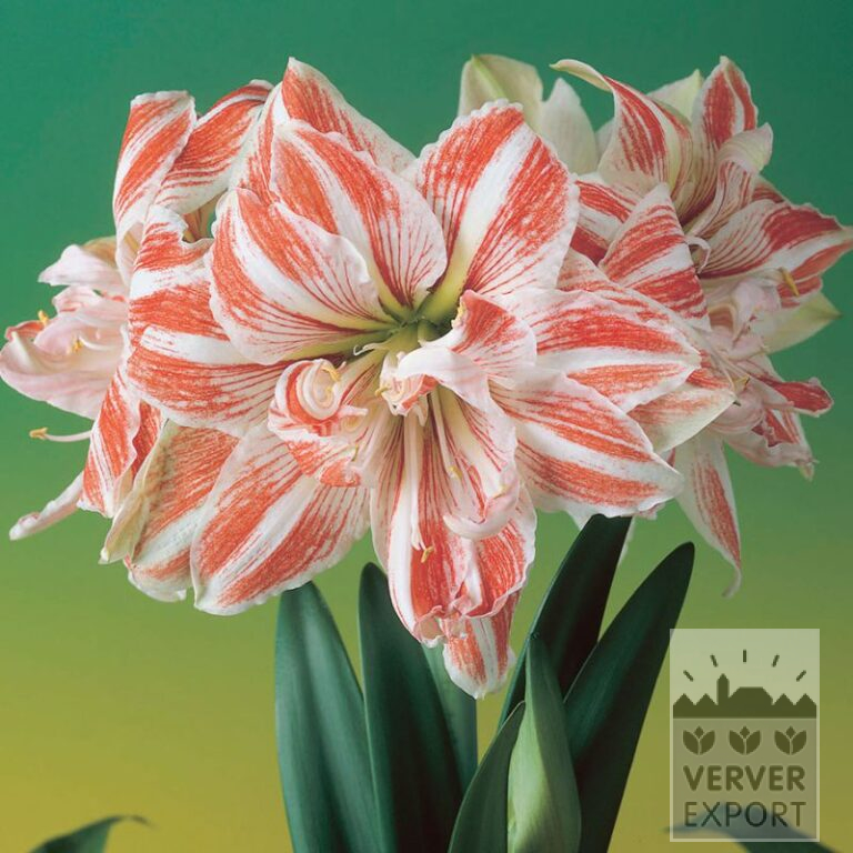 Amaryllis- Intérieur double 'Dancing Queen' (36151)