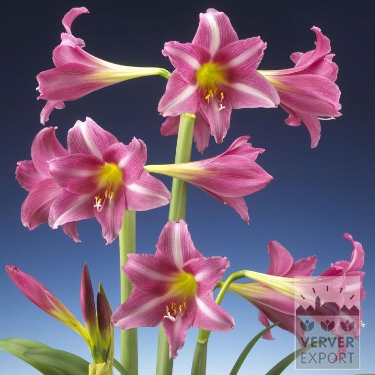 Amaryllis- Intérieur trompette 'Estella' (36154)