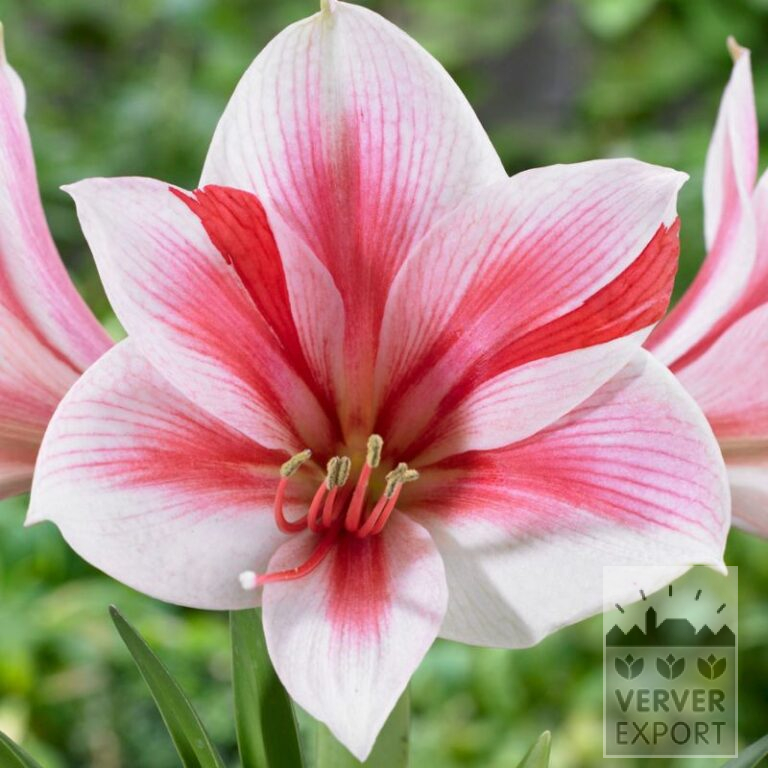 Amaryllis- Intérieur 'Gervase' (36159)