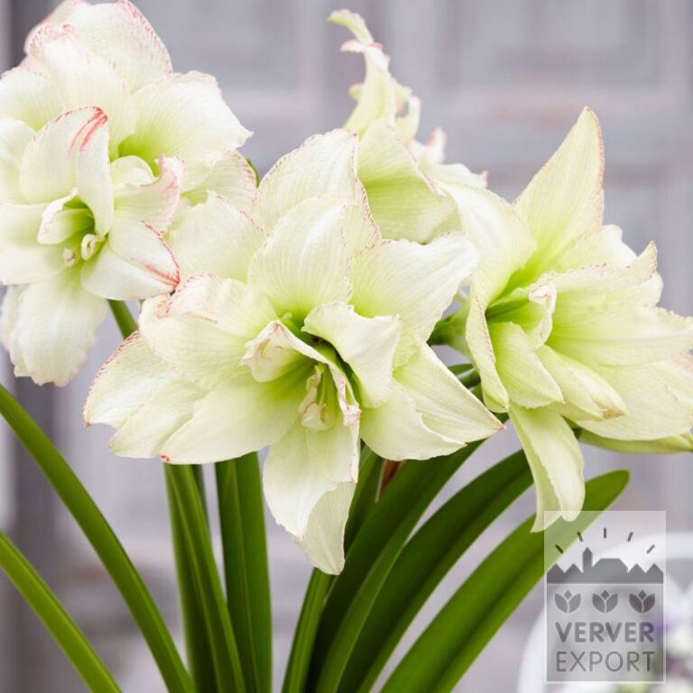 Amaryllis- Intérieur double 'Marilyn' (36164)
