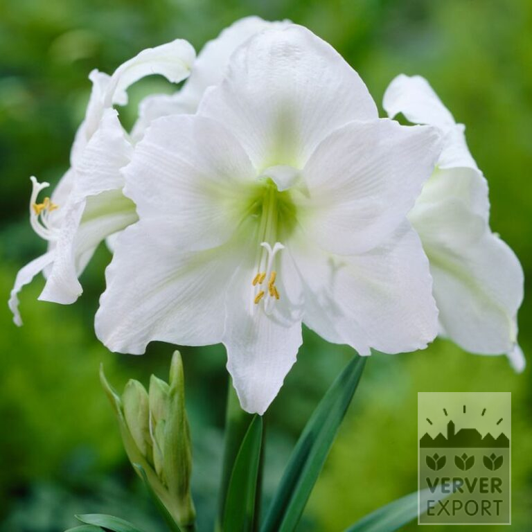 Amaryllis- Intérieur 'Mont Blanc' (36165)