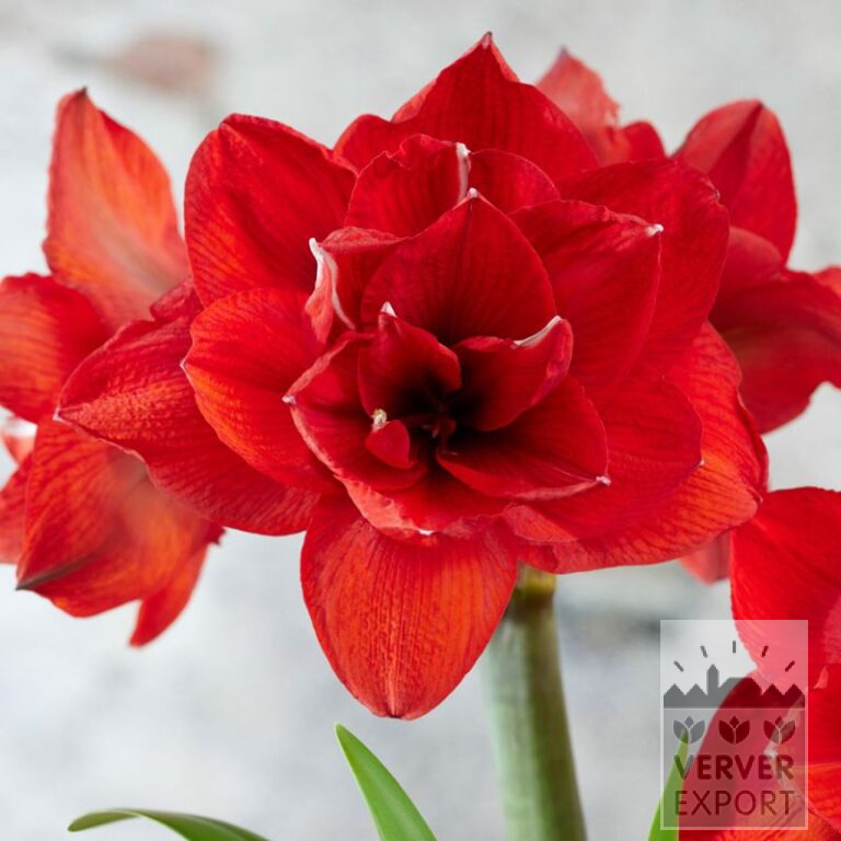 Amaryllis- Intérieur double 'Double King' (36167)