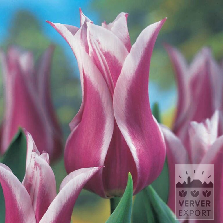 Tulipes 'Ballade' (12184) – Image 2