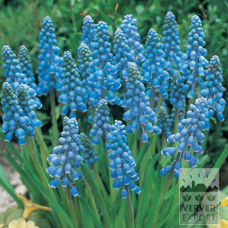 Bulbes Bio bio Muscari armeniacum (16601) – Image 2