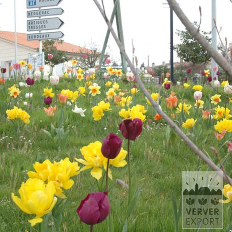 Tulipes 'Orange Emperor' (12050) – Image 2